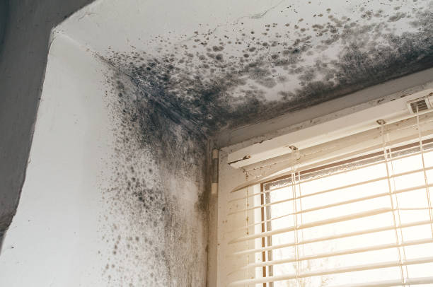 Affordable Crawl Space Mold Remediation solutions in Robbinsville, NJ